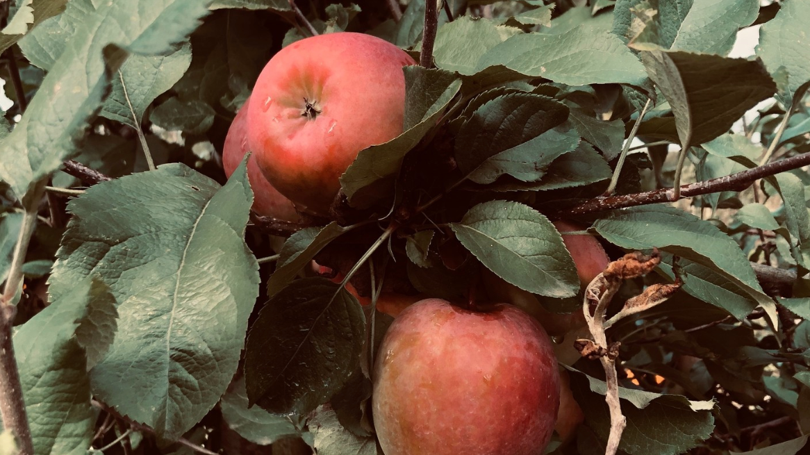 You Are What You Eat - Apples