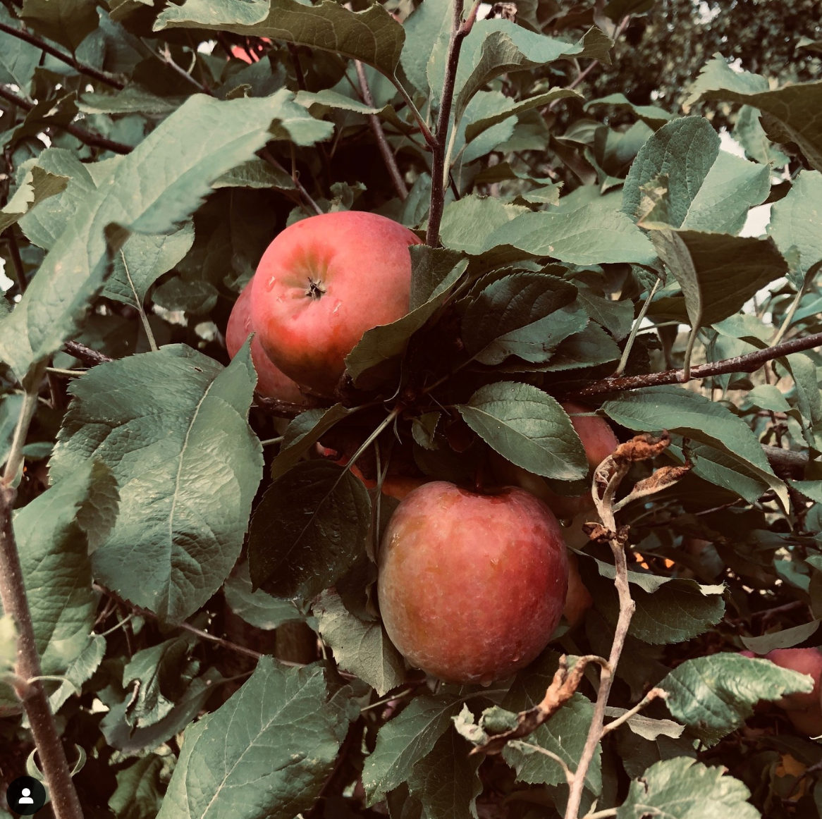 You Are What You Eat - Apples