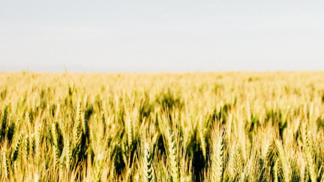 You Are What You Eat - Whole Wheat