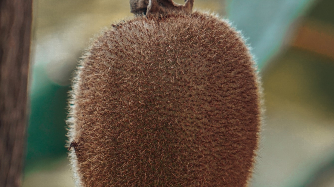 You Are What You Eat - Kiwi
