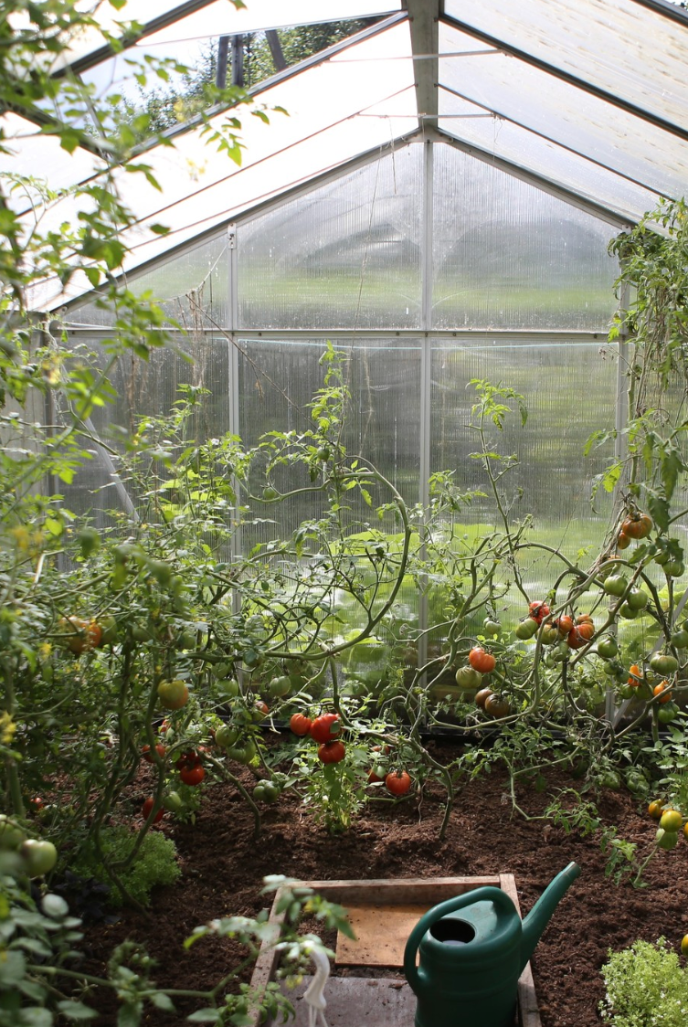 You Are What You Eat - Tomatoes