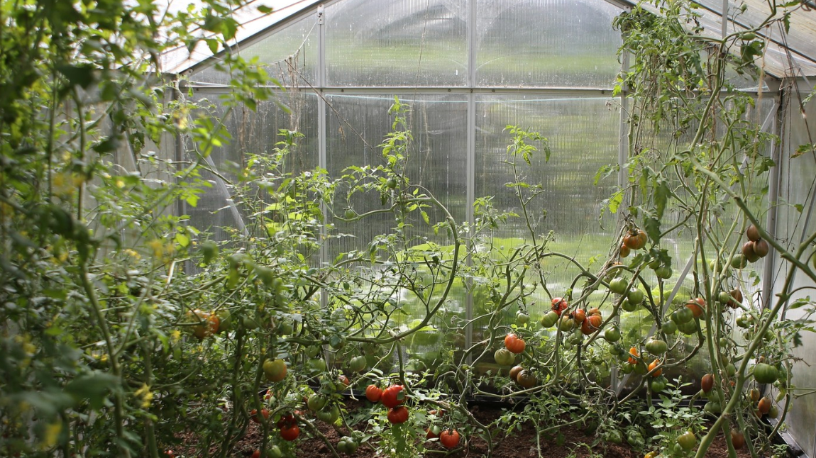 You Are What You Eat - Tomatoes