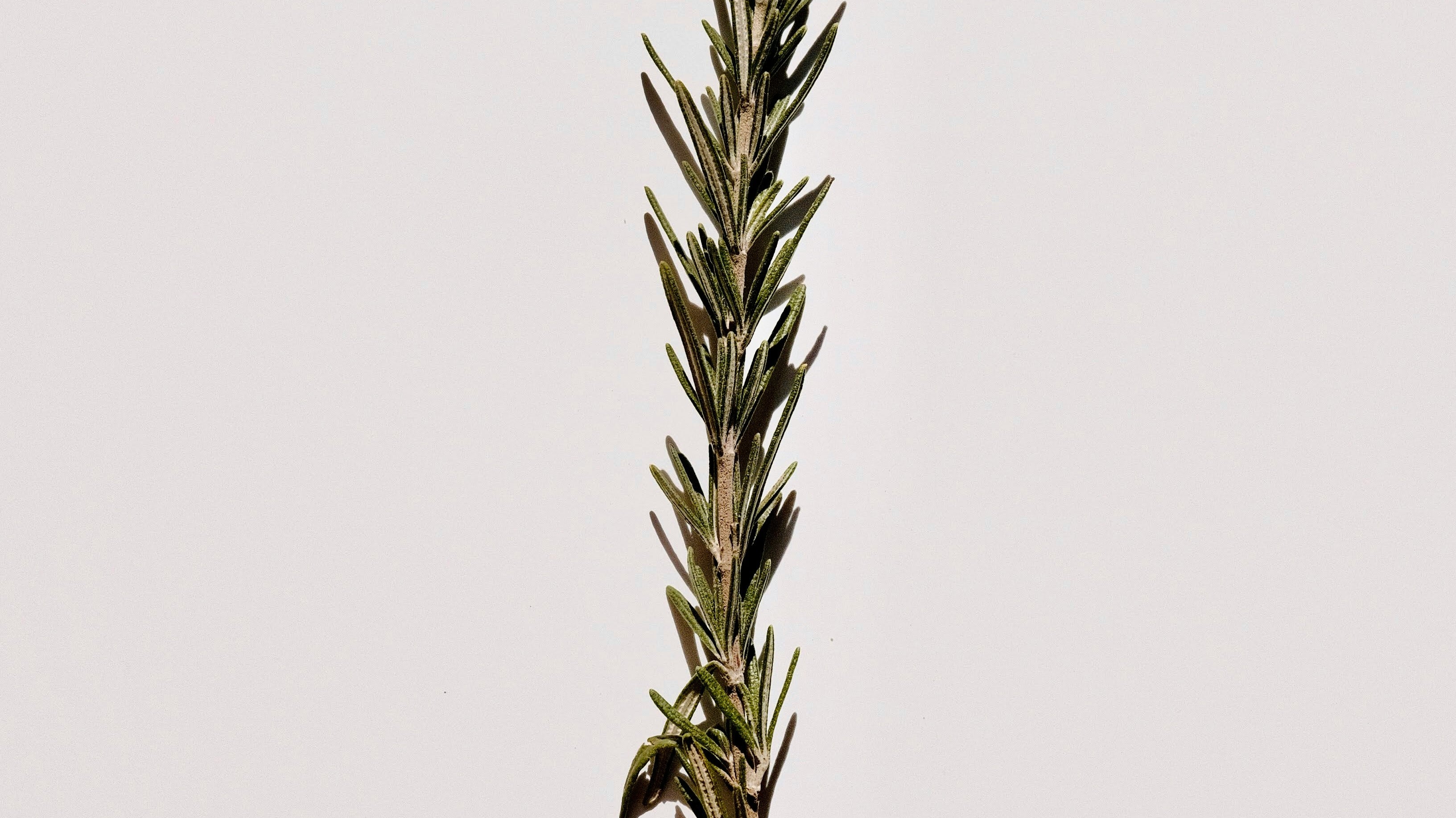 1/9 Ingredients in our Oil | Rosemary Essential Oil