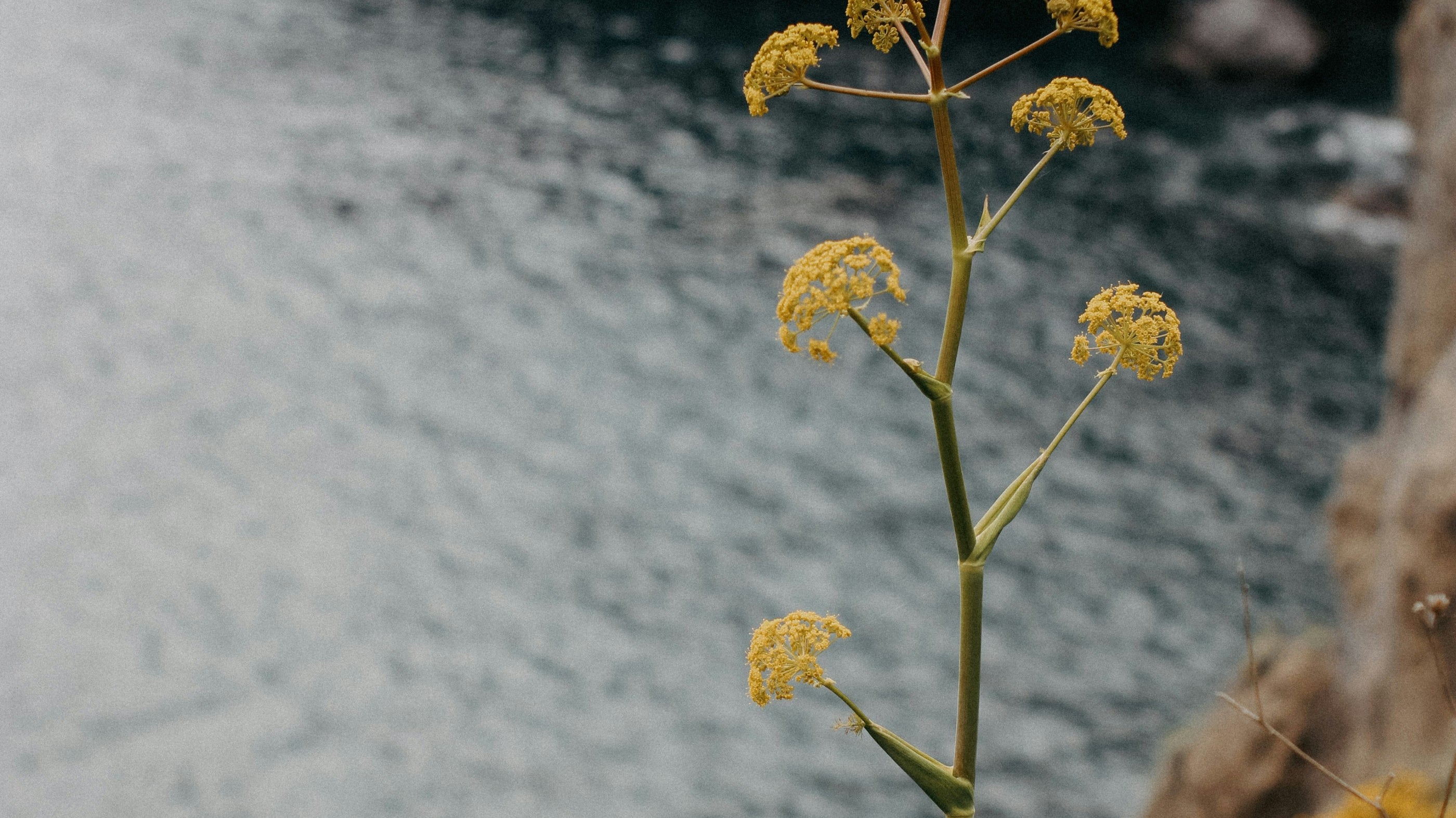 1/9 Ingredients in our Oil | Blue Tansy Essential Oil