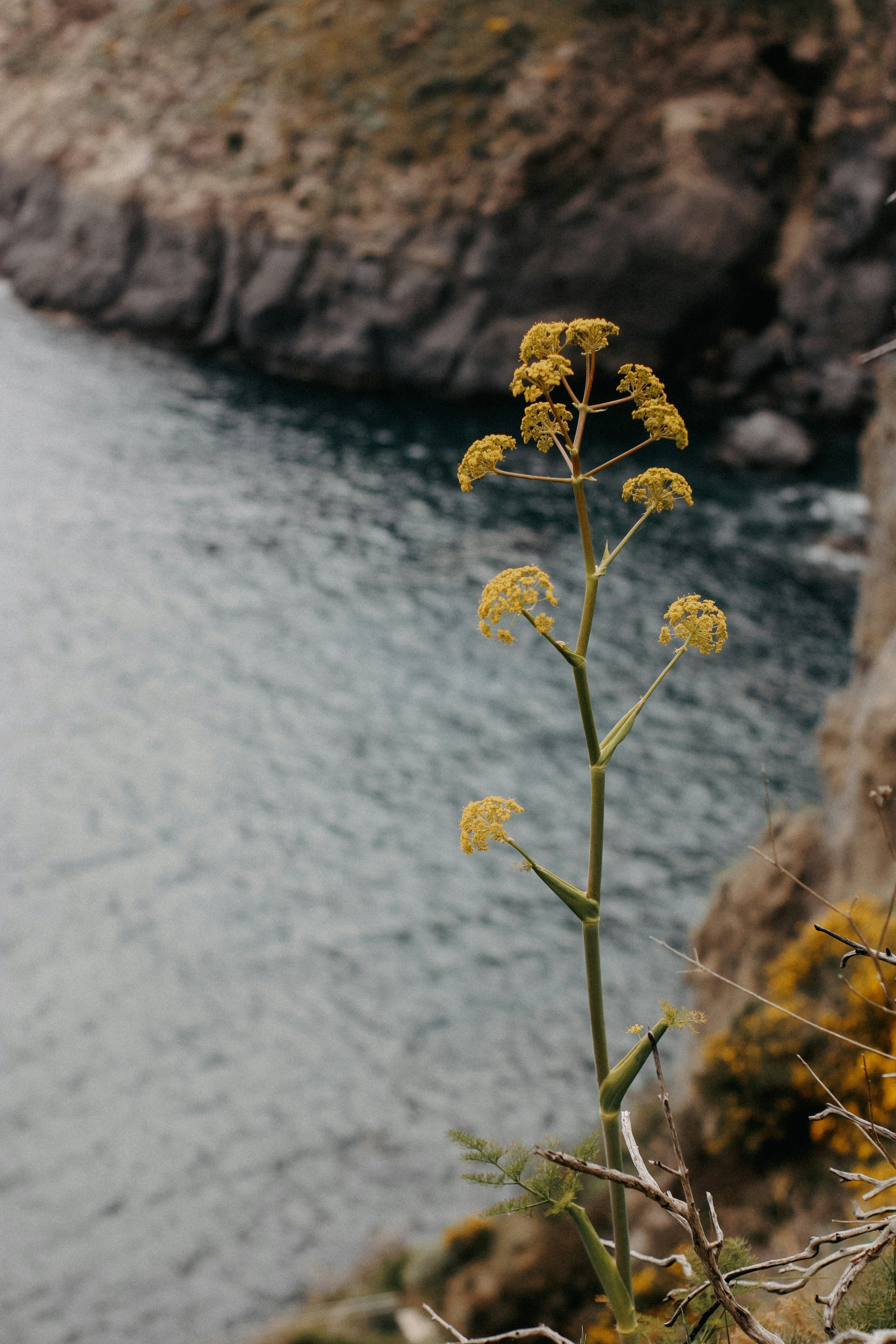 1/9 Ingredients in our Oil | Blue Tansy Essential Oil