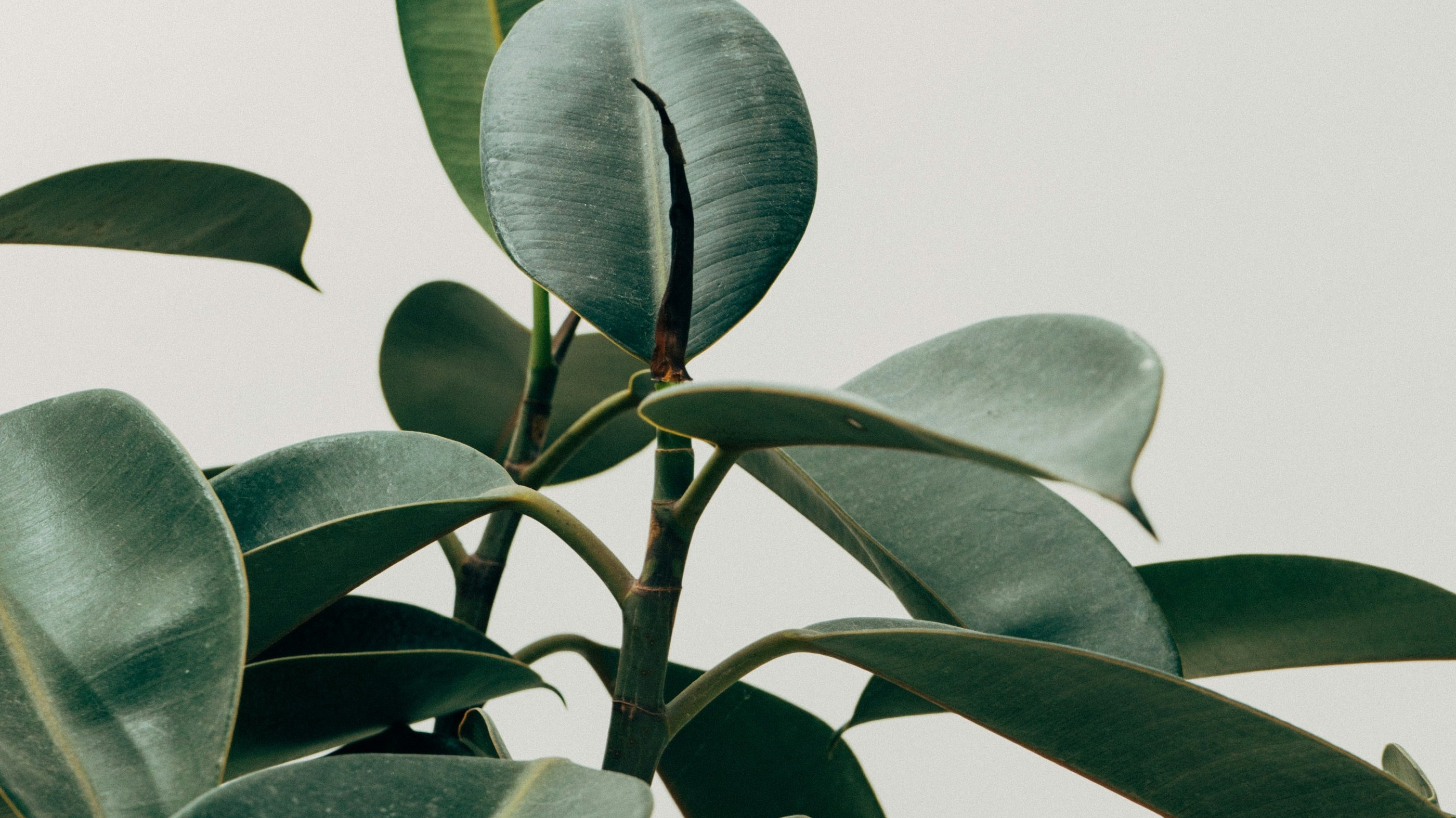Benefits | Jade Roller & Gua Sha