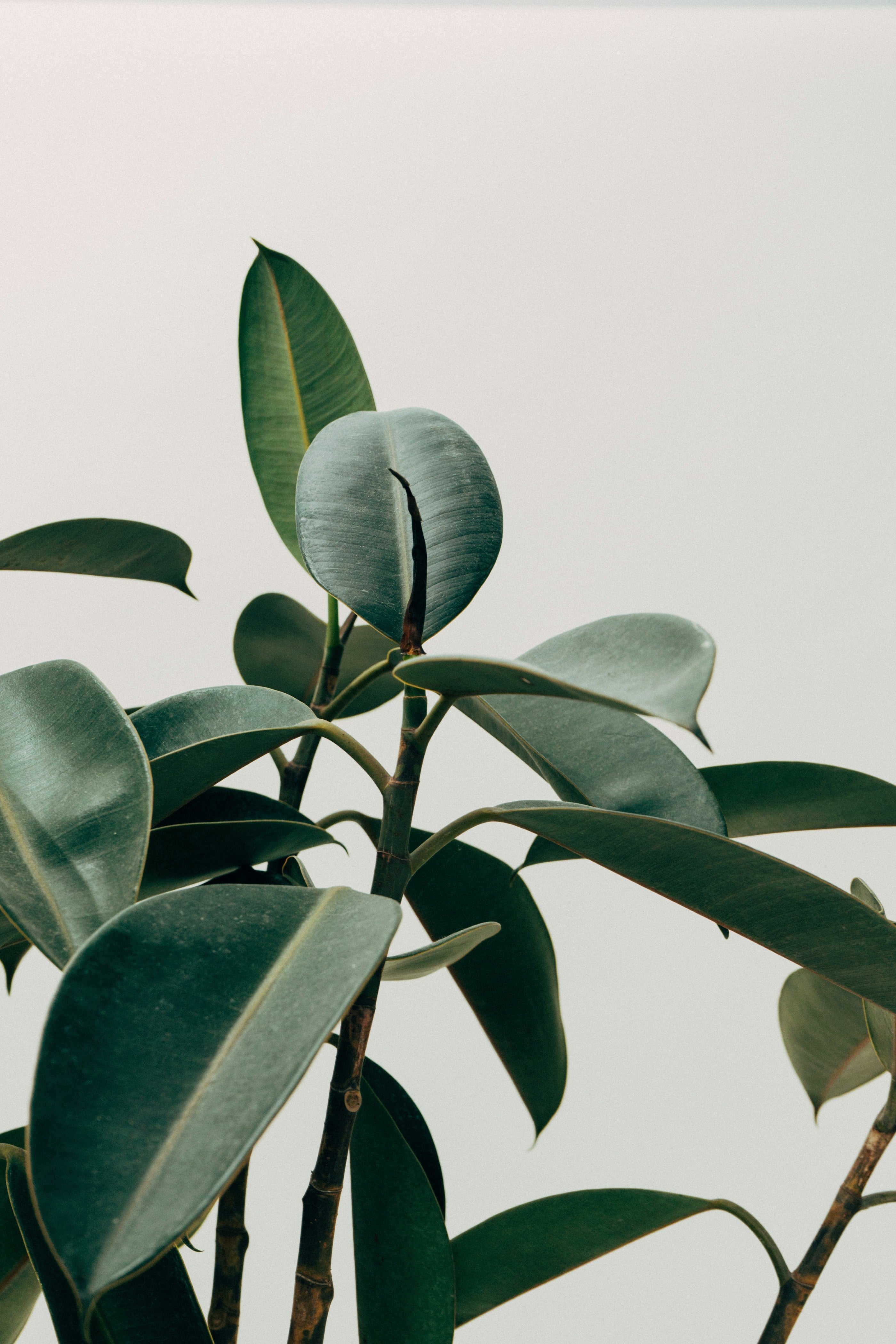 Benefits | Jade Roller & Gua Sha