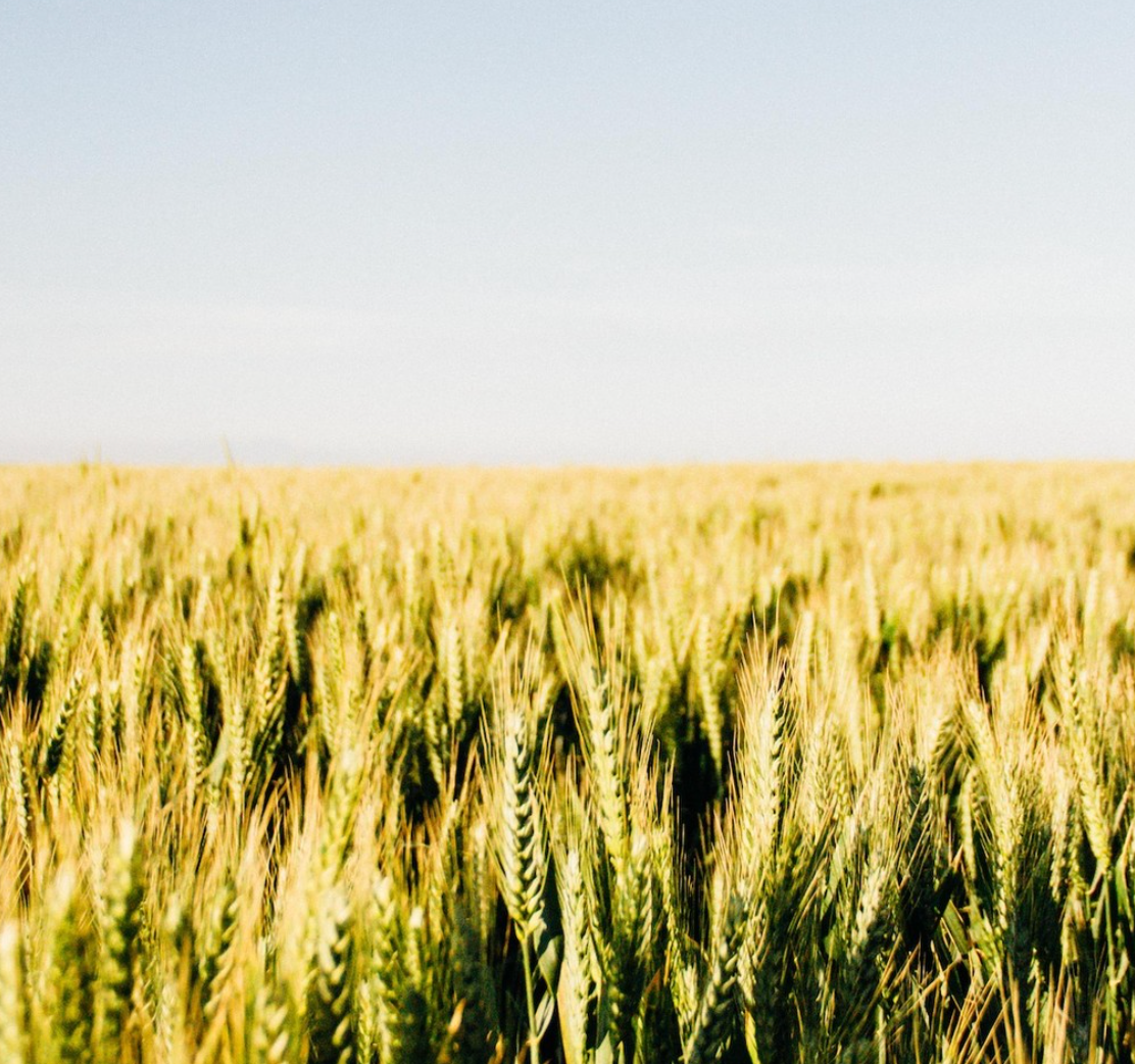 You Are What You Eat - Whole Wheat