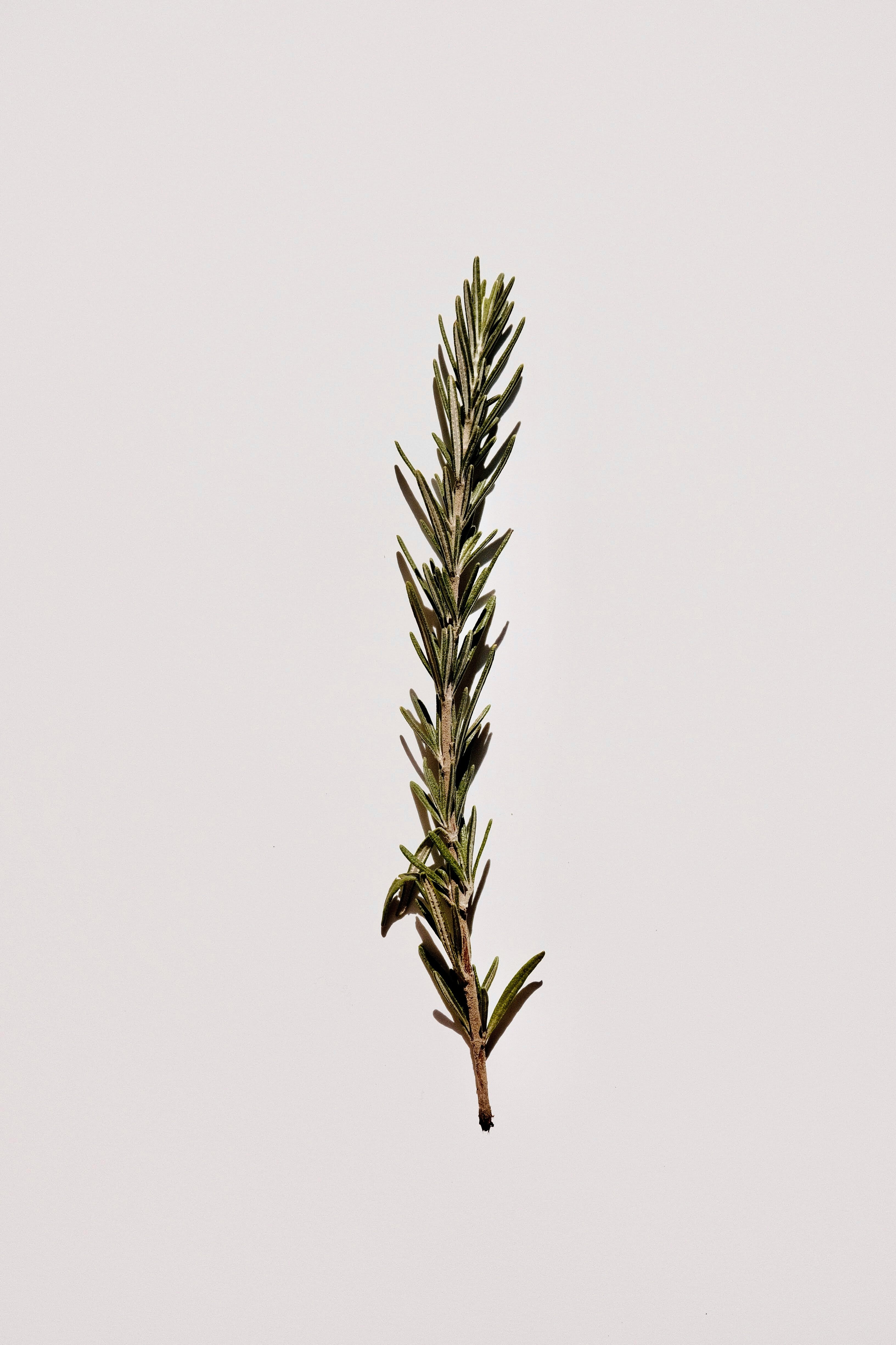 1/9 Ingredients in our Oil | Rosemary Essential Oil